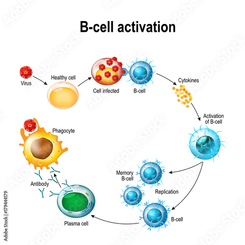 Activation of B-cell leukocytes