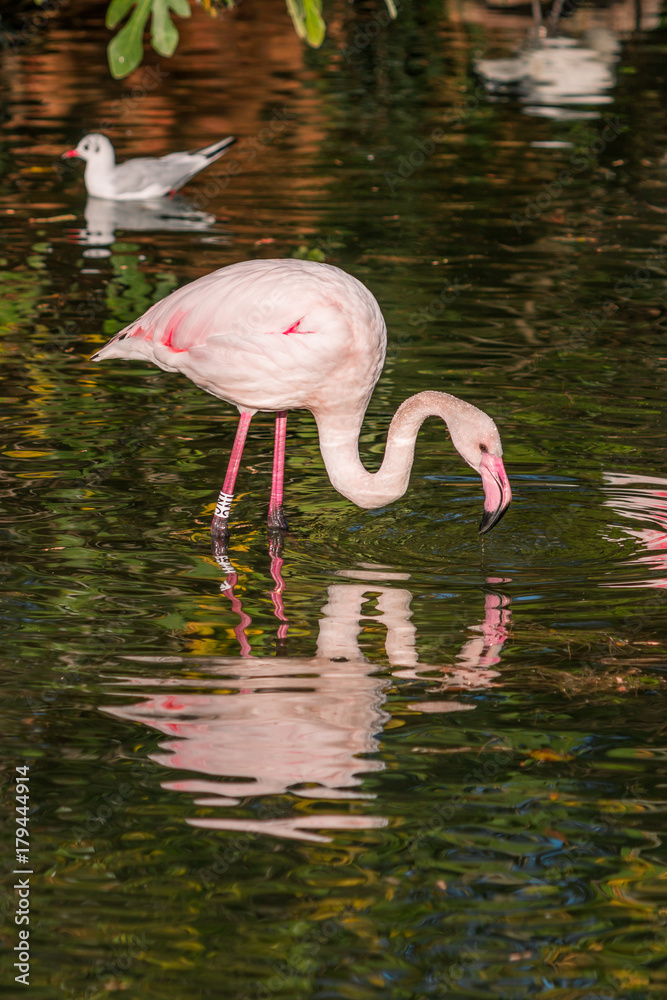 Fototapeta premium Le Flamant Rose