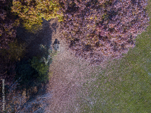 Natura e paesaggio: vista aerea di una statua in un parco, foliage di autunno, alberi foglie e prato, area verde, ecologia. Parco di una villa nell'hinterland di Milano. Panchine e tavoli