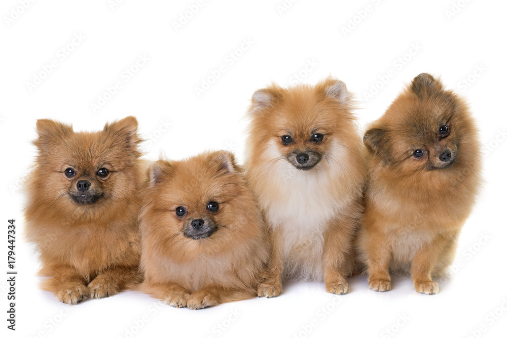 pomeranian spitz in studio pomeranian spitz in studio
