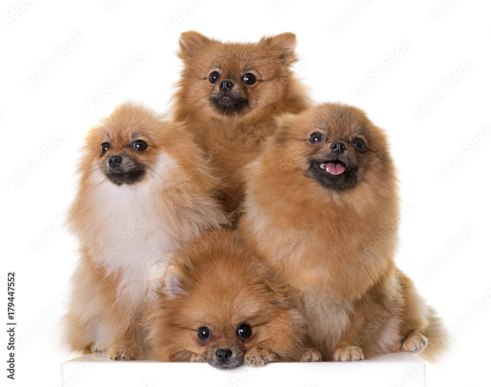 pomeranian spitz in studio pomeranian spitz in studio