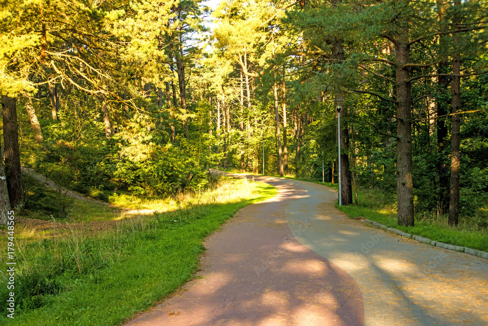 Kiefernwald an der Ostseeküste in Polen