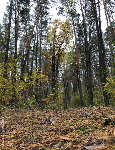 Fototapeta Naklejka Na Ścianę i Meble -  big pines in the forest
