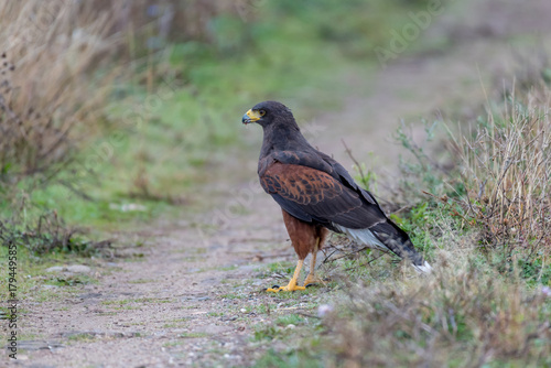 The Harris's hawk , Parabuteo unicinctus, formerly known as the bay-winged hawk