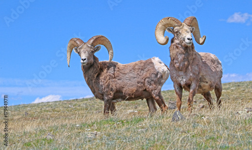 Rocky Mountain bighorn sheep in Rocky Mountain National Park, Colorado