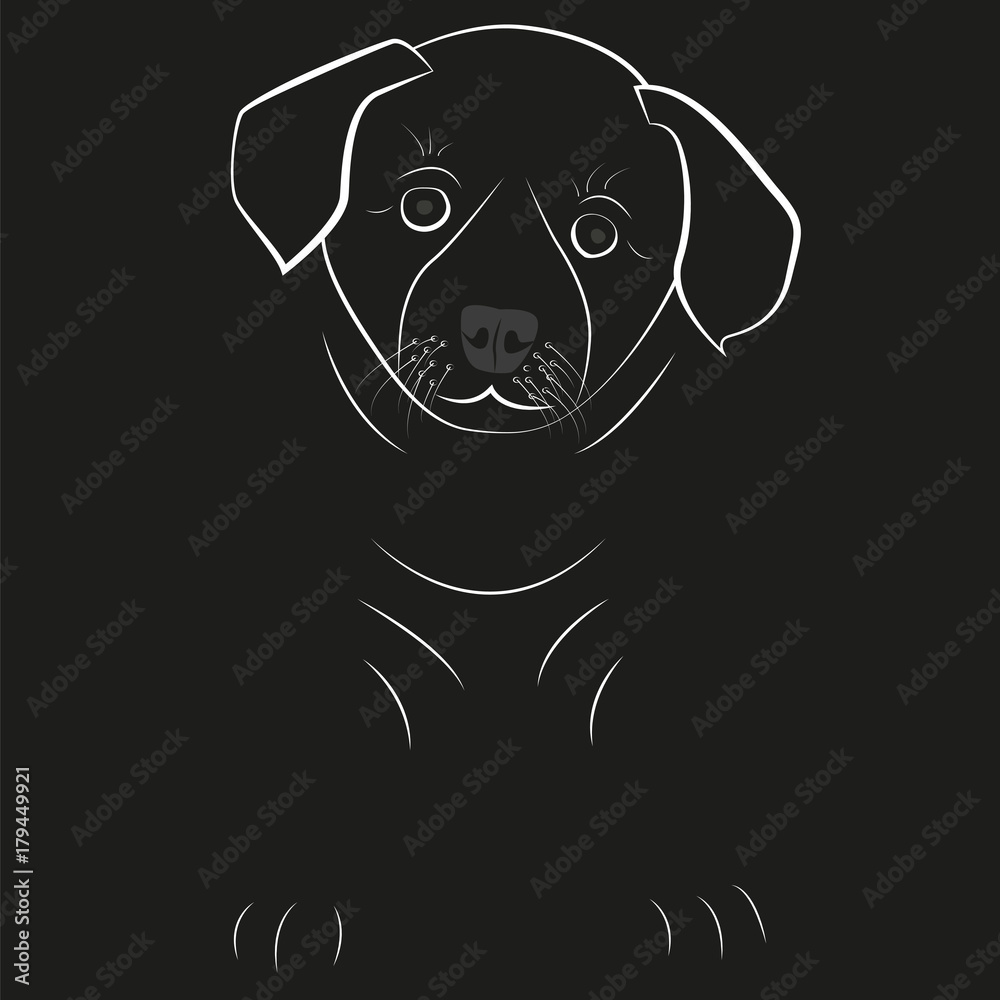 Picture of a puppy. Head of a small dog on a black background.