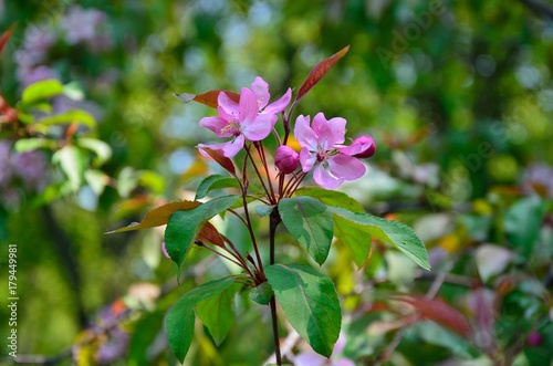 apple tree color