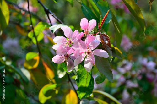 apple tree color
