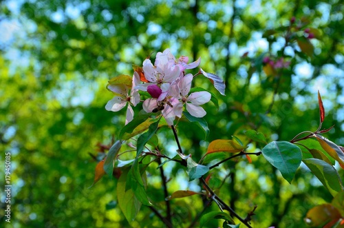 apple tree color