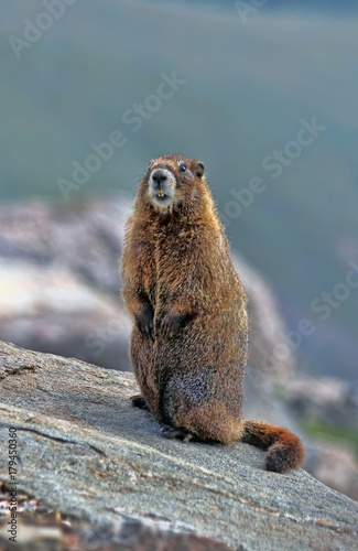 Marmot at high altitiude on Mount Evans, Colorado photo