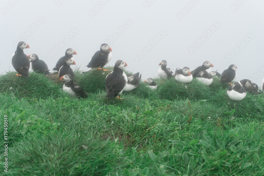 Puffins on the cliffs of Mykines island in the Faroe Islands Puffins on the cliffs of Mykines island in the Faroe Islands