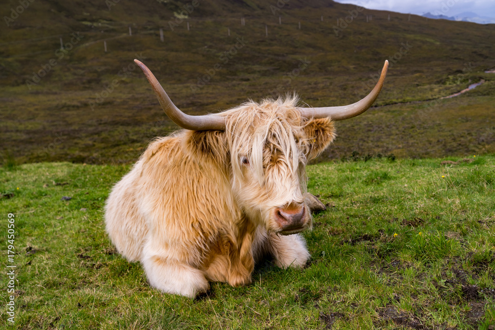 Furry highland cow in Isle of Skye, Scotland