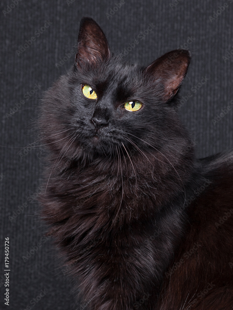 Cute black cat sitting in profile, looking at camera with sleepy eyes on a  dark background. Long hair Turkish Angora breed. Adult female. фотография  Stock | Adobe Stock