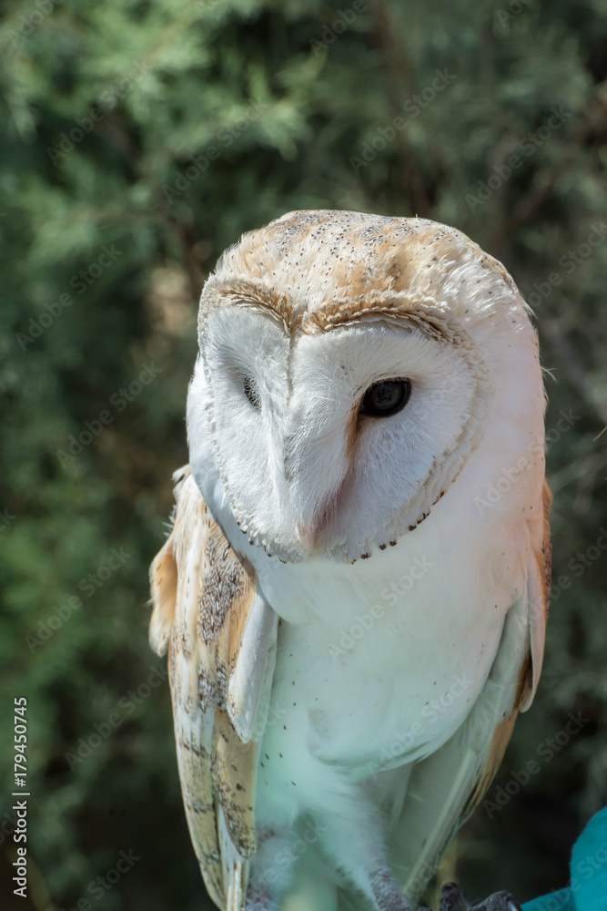 Obraz premium White Owl