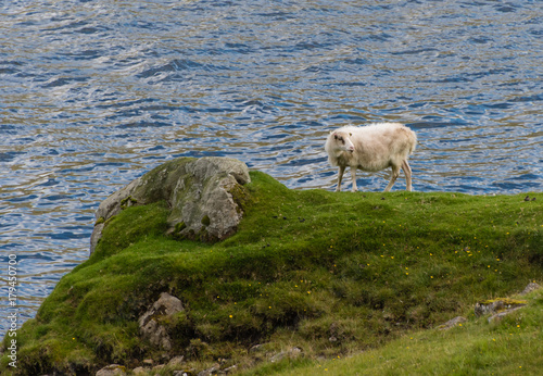 sheep on cliff in faroe islands