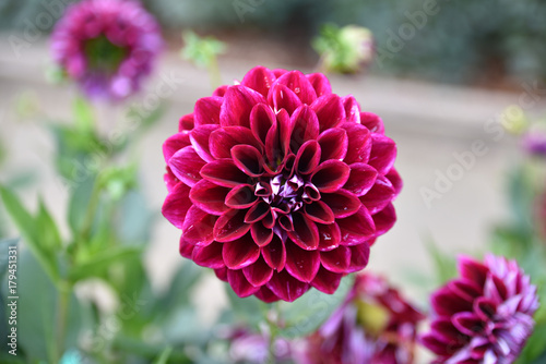 Fototapeta Naklejka Na Ścianę i Meble -  Dahlia violet en été au jardin