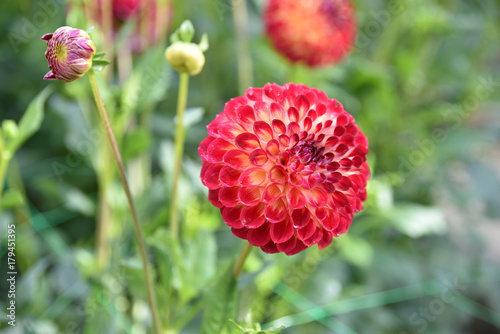 Fototapeta Naklejka Na Ścianę i Meble -  Dahlia pompon rouge en été au jardin
