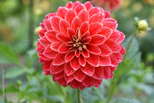Fototapeta Naklejka Na Ścianę i Meble -  Dahlia rouge en été au jardin