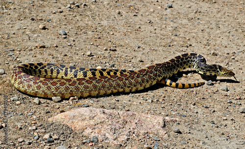 Adult bull snake on a hiking trail in Boulder, Colorado