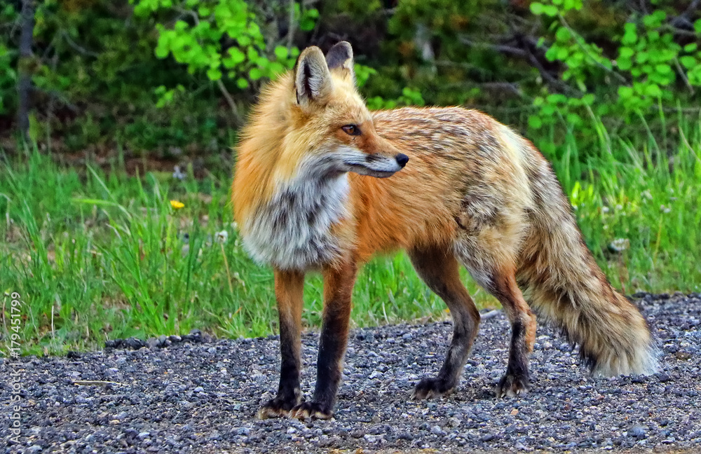 Obraz premium Red fox beside a road in Summit County, Colorado