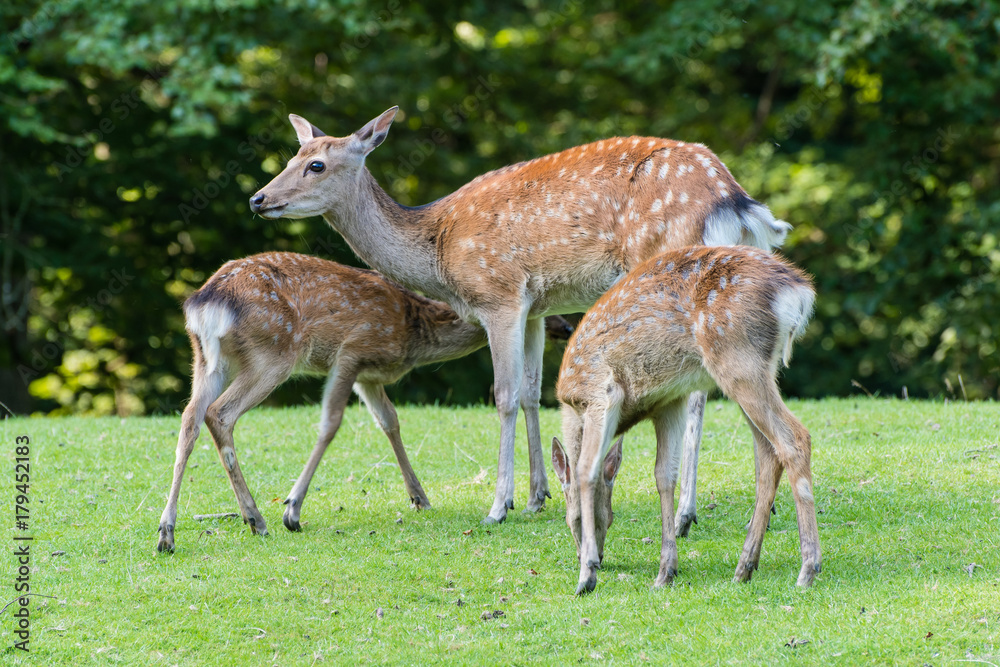 a female fallow deer with two puppies a female fallow deer with two puppies