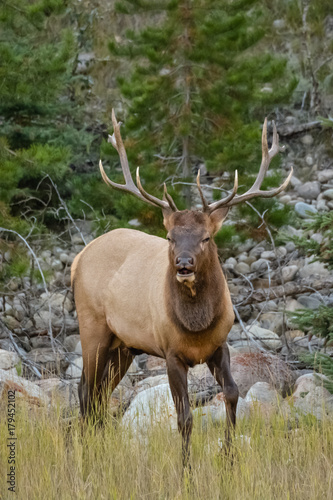 Deer in Jasper National Park  Canada