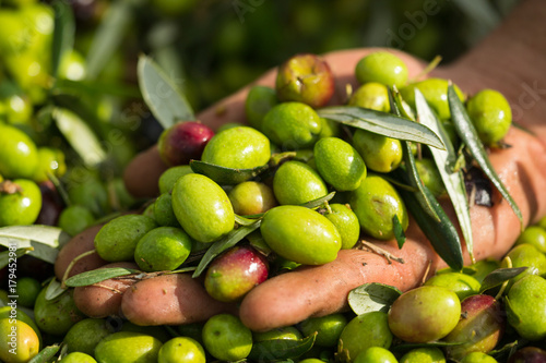 Olive verdi in mano