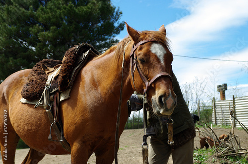 Cheval somnolant lors du d  jeuner