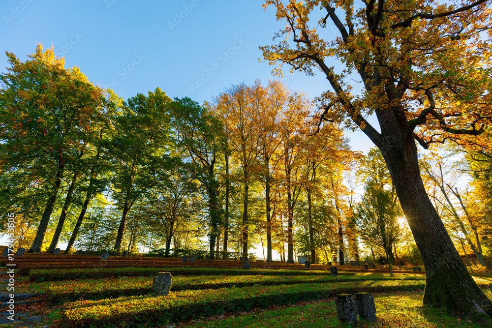 Naklejka premium Autumn trees at graveyard