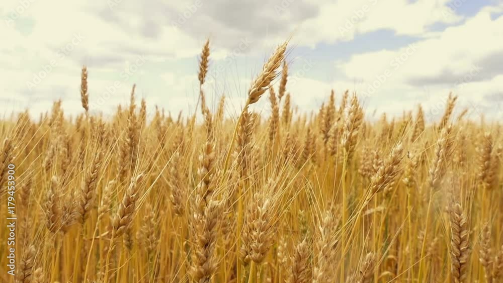 Spike of wheat on the field close-up against the background of a cloudy sky. Wheat ready for harvesting. Ripe wheat, in slow motion Spike of wheat on the field close-up against the background of a cloudy sky. Wheat ready for harvesting. Ripe wheat, in slow motion