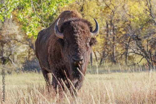 Mighty Bison in Custer State Park