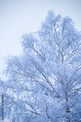 First snow on branches of frosty tree © servickuz