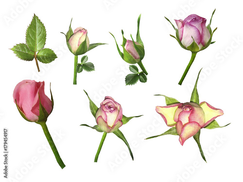 Set pink-white roses on a white isolated background with clipping path. No shadows. Bud of a rose on stalk with green leaves. Nature.