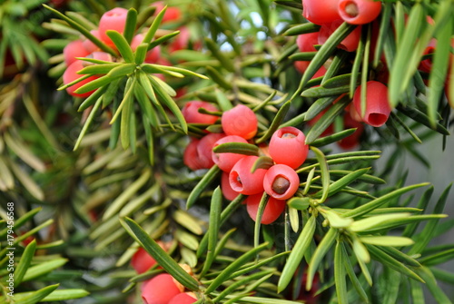 Cis pospolity - Taxus baccata photo