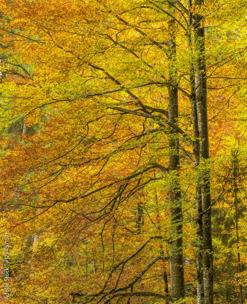 Herbst Herbst