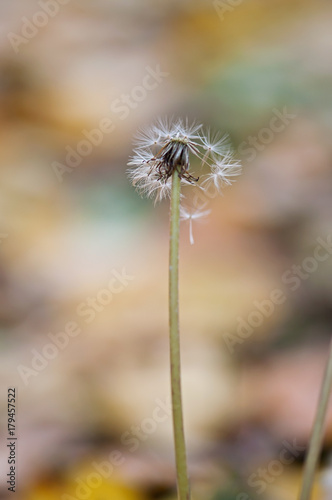 Dandelion seeds on a fresh autumn background.
