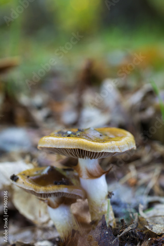 Mushrooms in a chestnut forest