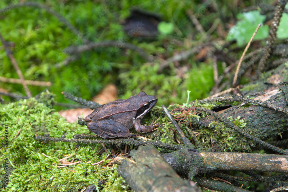 Obraz premium forest toad sitting on moss