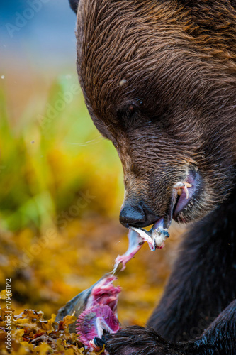 Orso grizzly della costa che pesca salmoni in Canada o Alaska photo