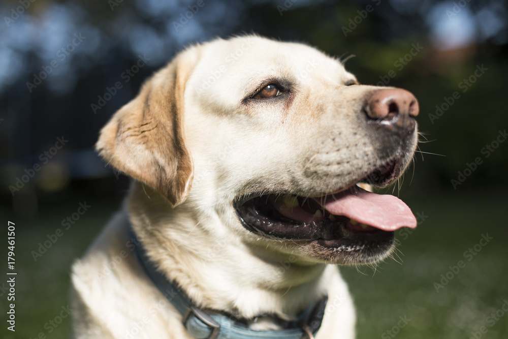 Dog, Labrador Retriever 