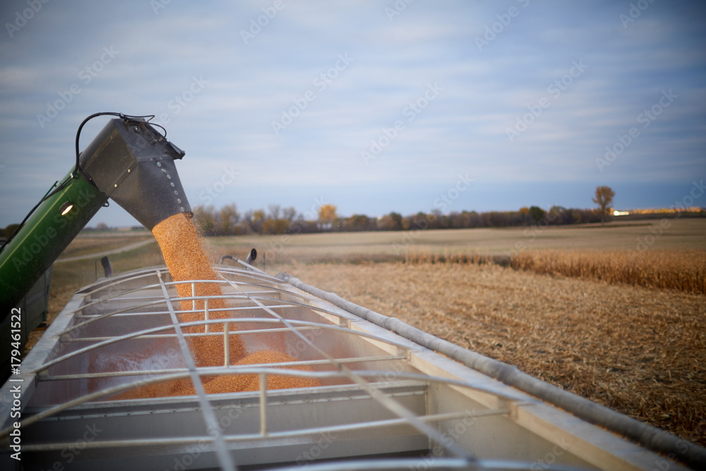 Fototapeta premium Combine harvester filling a waiting farm truck