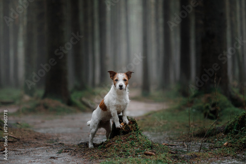 Dog Jack Russell Terrier in the woods