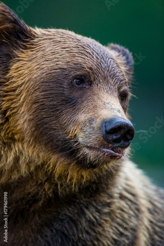 Orso grizzly della costa che pesca salmoni in Canada o Alaska