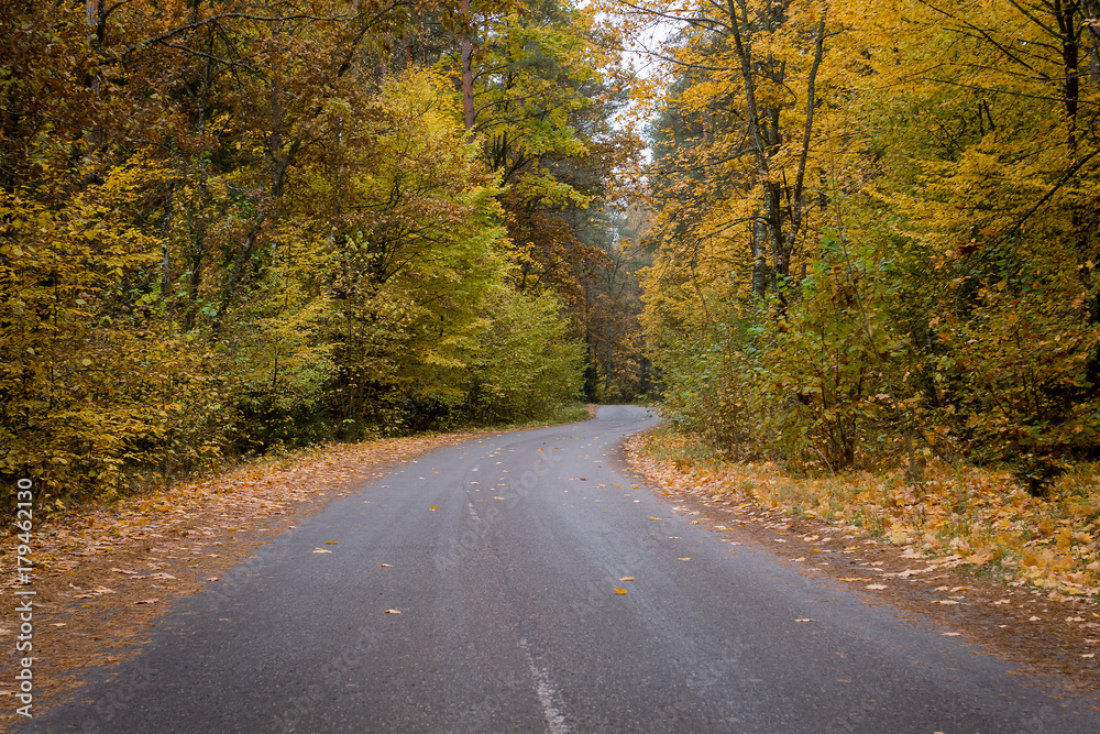  Road through autumn forest with golden foliage