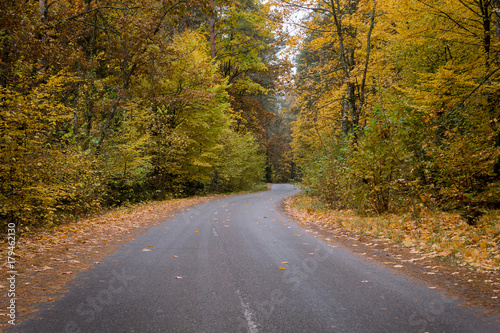  Road through autumn forest with golden foliage