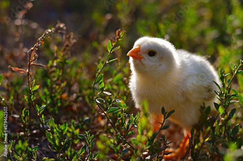 Little baby chicken on the green grass