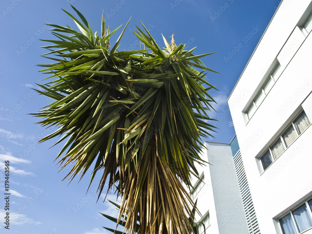 Fototapeta premium Yuccas