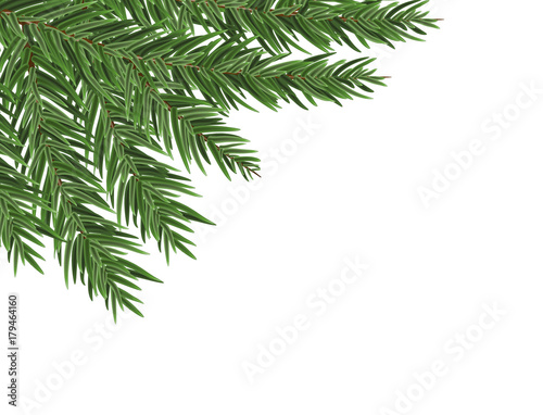 Green lush spruce or pine branch. Fir tree branch isolated on white vector christmas element