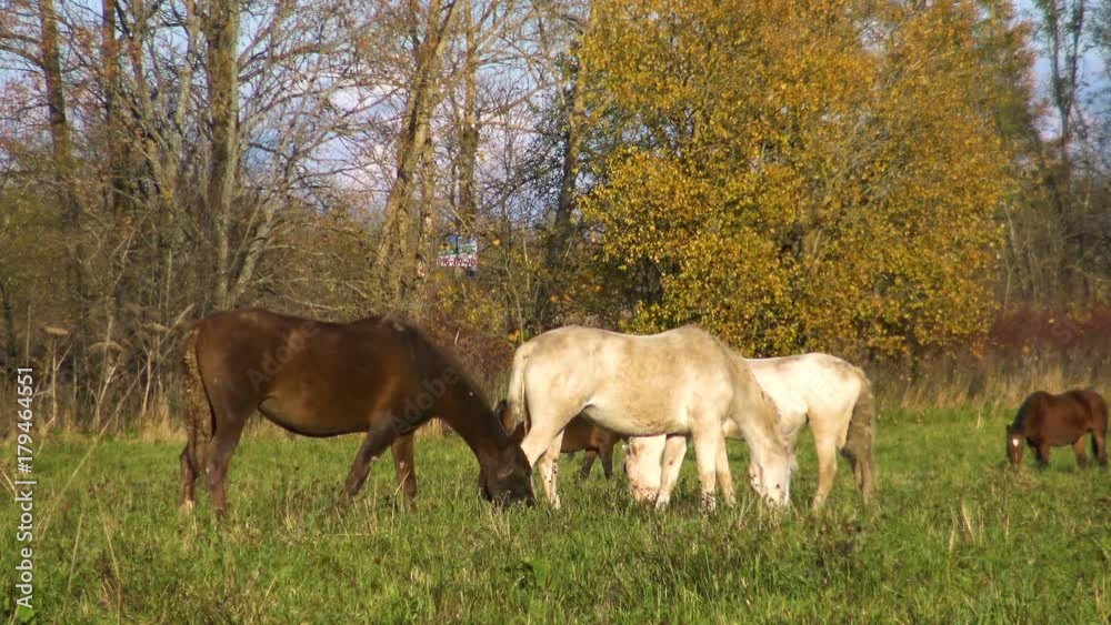 White horses eating grass on flower meadow on Sunny day. Perfect pet the horse on pasture. Farm animals - a symbol of rural life on a ranch. White horses eating grass on flower meadow on Sunny day. Perfect pet the horse on pasture. Farm animals - a symbol of rural life on a ranch.