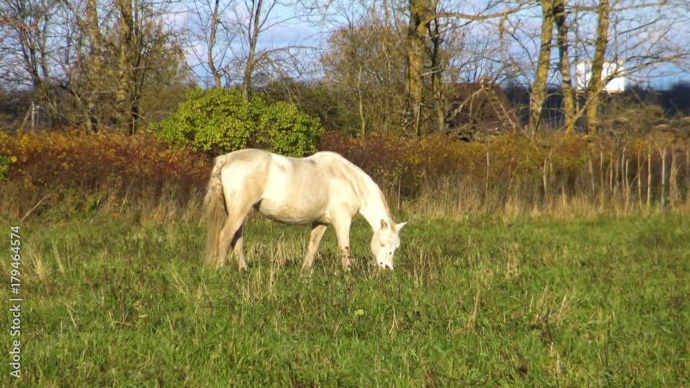 White horse eating grass on flower meadow on a Sunny day. Perfect pet the horse on pasture. Farm animals - a symbol of rural life on a ranch. White horse eating grass on flower meadow on a Sunny day. Perfect pet the horse on pasture. Farm animals - a symbol of rural life on a ranch.